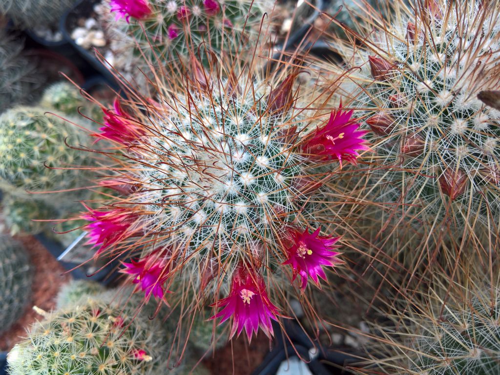 MAMMILLARIA magnifica JR Penon de AmayucaMorelos